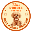 Elite Toy Poodles